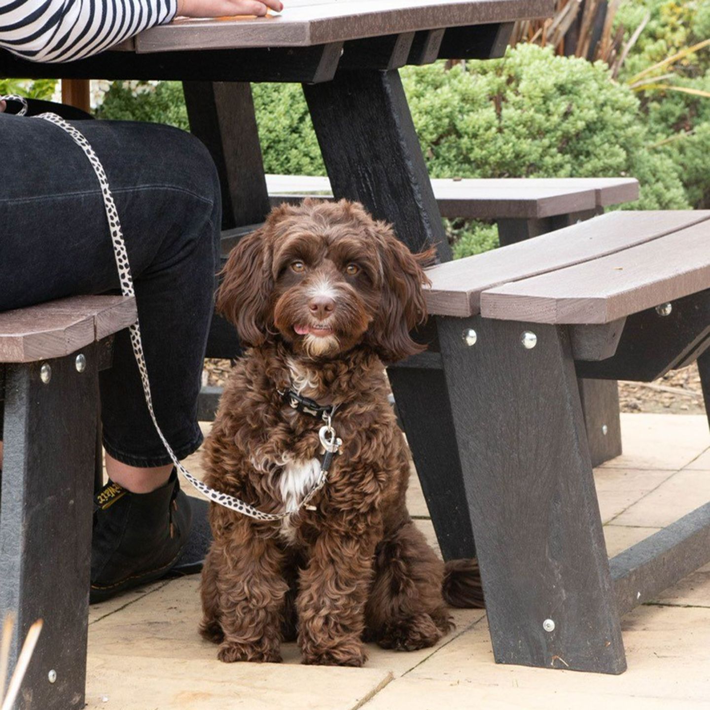 Your local dog friendly pub in Weymouth